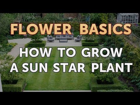 Sun Star Plant Indoor Care and How to Grow It