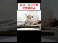 起こしにきてくれる猫に一言言いたい…