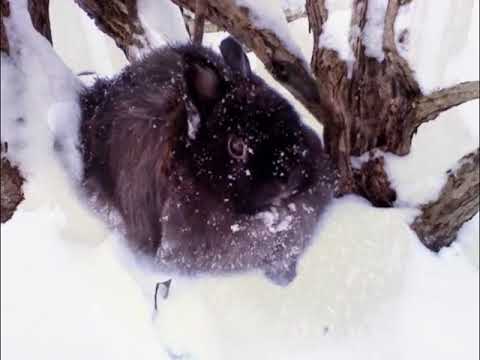 new jersey wooly rabbit