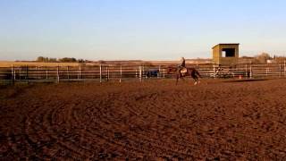 Reining prospect: 2012 Lokota Chic gelding
