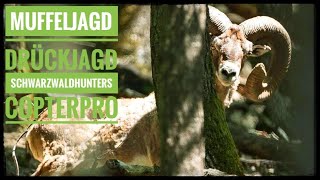 Jagd auf reife Muffelwidder| Schwarzwaldhunters bei Copterpro | Mouflon hunting Germany