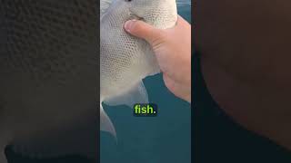 This SECRET Lure CATCHES all the fish #shorts #fishing
Googan Squad Tackle and Apparel - https://googansquad.com
Googan Monthly subscription - http://bit.ly/Monthlysubscription
SUBSCRIBE TO THE GOOGAN LAB!
► http://bit.ly/GooganLab
Stay Up to Date on Exclusive Googan Squad News, Promotions, & Giveaways!
Two ways to join!
► Text GOOGAN to 833-205-2511 to join!
► Join the Team Googan Text Club: https://googansquad.smsb.co/AiMPau
- - - - Follow the Googans Below - - - -
►Flair - http://bit.ly/AFOOOO
►Rob - http://bit.ly/LunkersTVVVVV
►Jon - http://bit.ly/JonBB
►Peric - http://bit.ly/28Jls6C
►LFG - http://bit.ly/2hPLgGc
►1rod - http://bit.ly/2mX3E2R This SECRET Lure CATCHES all the fish #shorts #fishing