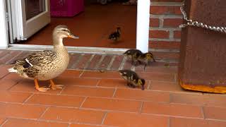 Mother duck and ducklings go shopping