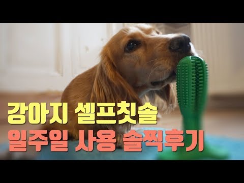 강아지 셀프칫솔 일주일 사용후기/코카스파니엘 셀프양치/강아지 셀프 양치장난감