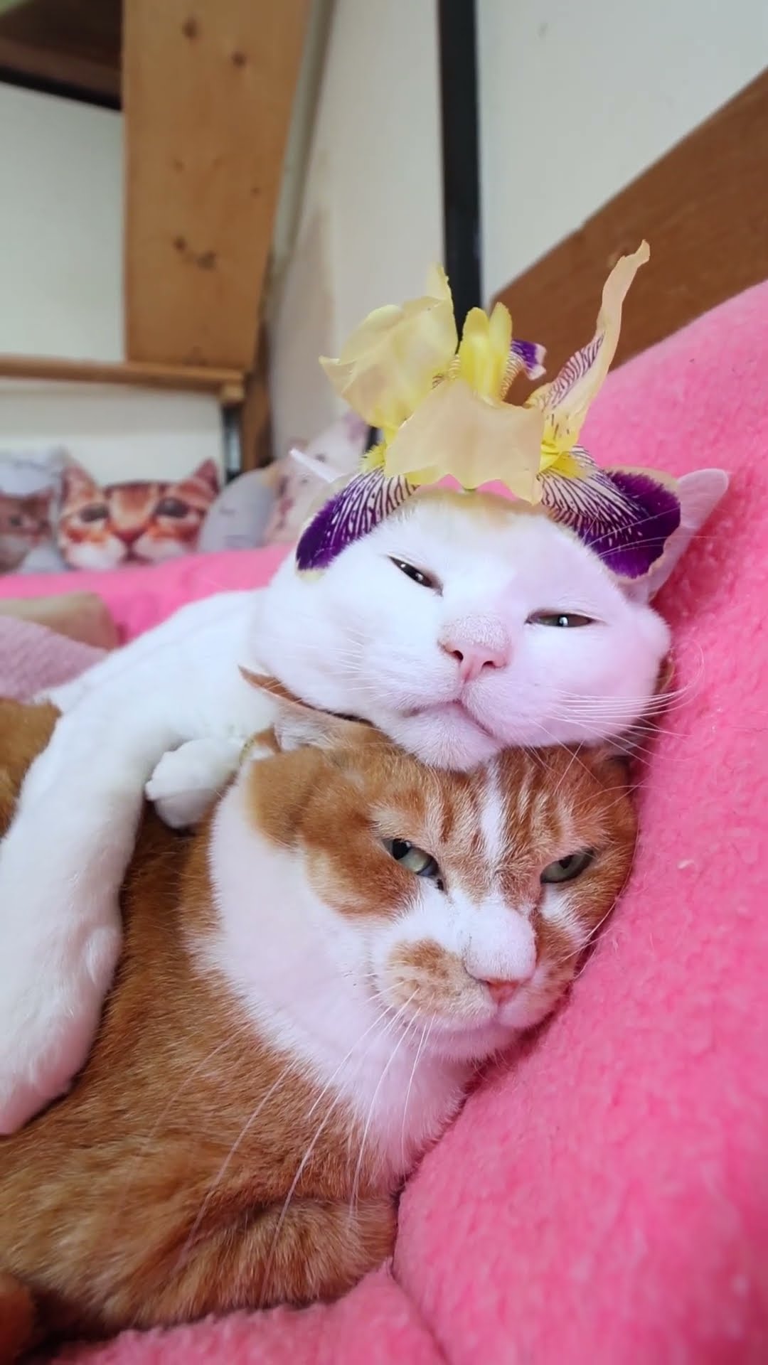ジャーマンアイリス 260610 #cat #のせ猫 #cute #lジャーマンアイリス