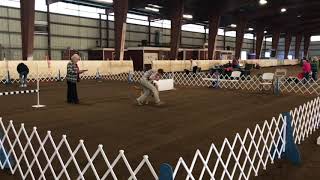 Pounce AKC Utility B