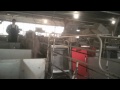 Shocking Animal Cruelty at Tyson Foods Supplier