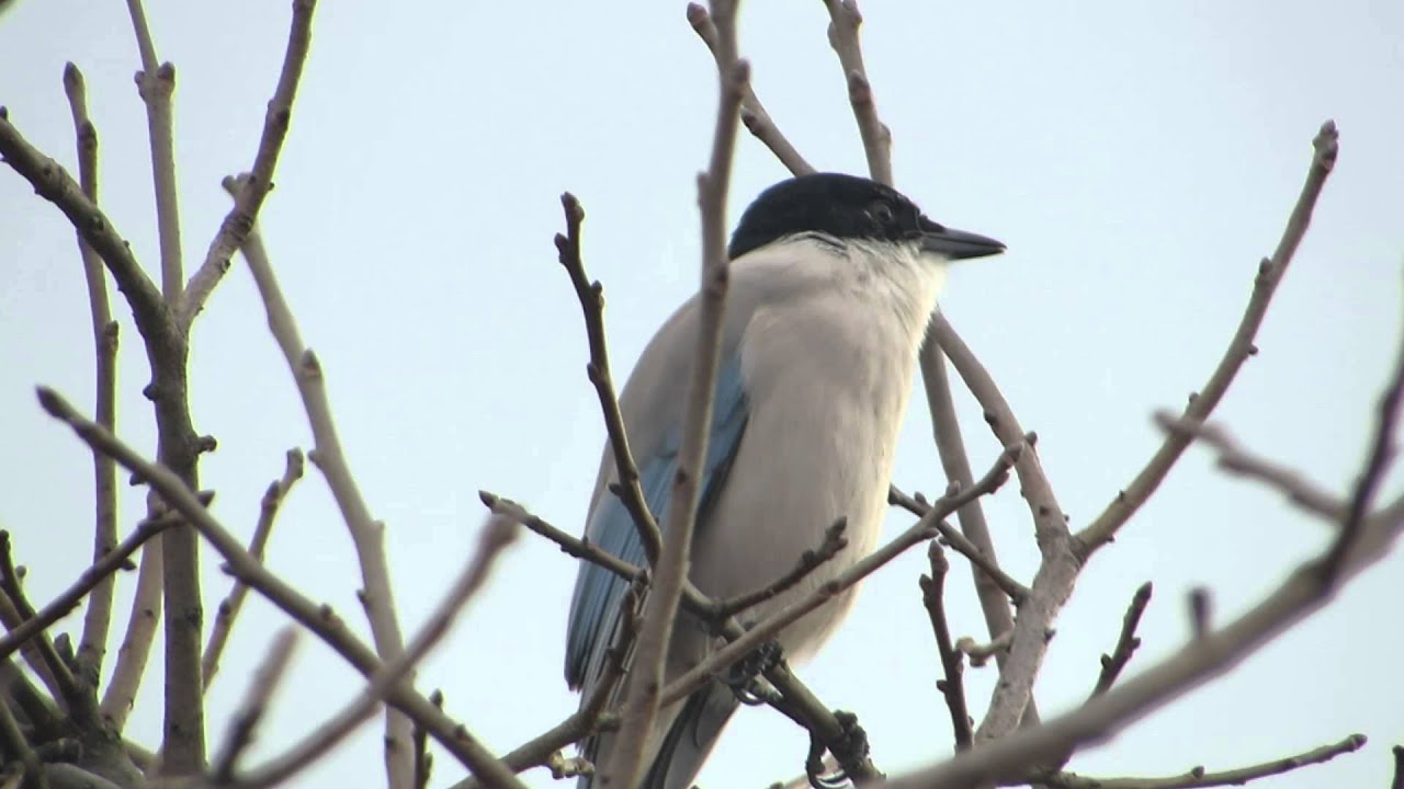 オナガ の鳴き声って知ってる