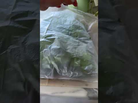 Черенки гортензии