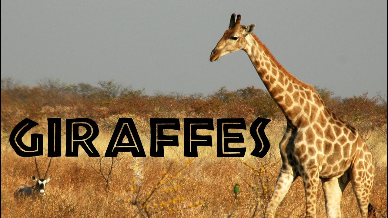 Giraffes For Kids: Learn About Giraffes - Freeschool