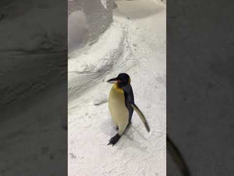 Ski Dubai – Penguin show