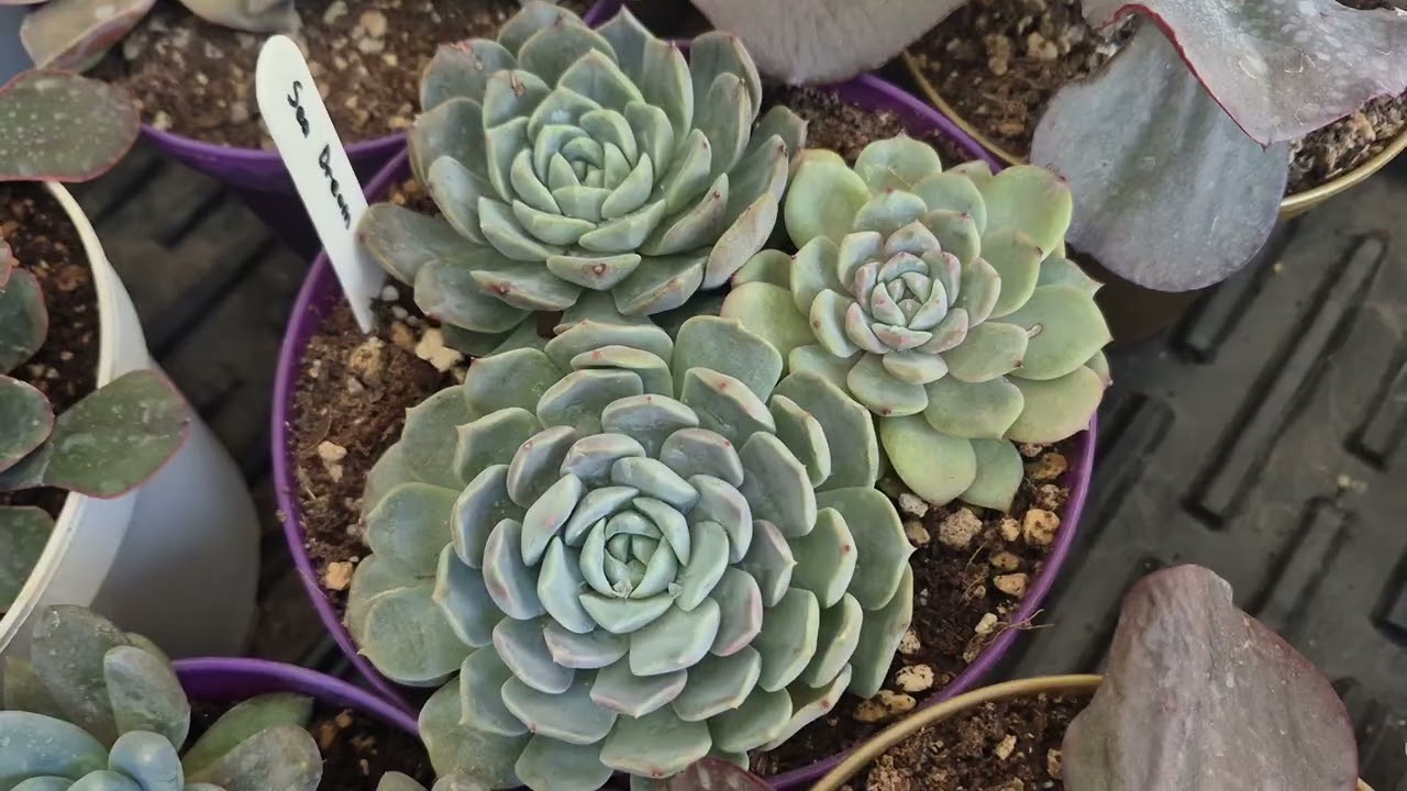 Tüm Bitkilerimi Satıyorum