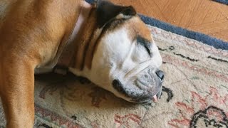 What do dogs dream about?