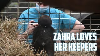 #Gorillastory: Zahra loves her keepers