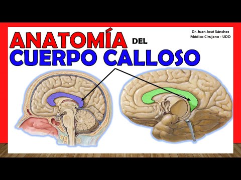 Video: ¿Dónde está tu cuerpo mamilar?