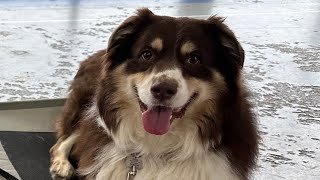 “Buddy” the 5yr old Aussie week Board and Train - by Trainer Pat by Off Leash K9 Training - Lexington 48 views 4 months ago 7 minutes, 20 seconds