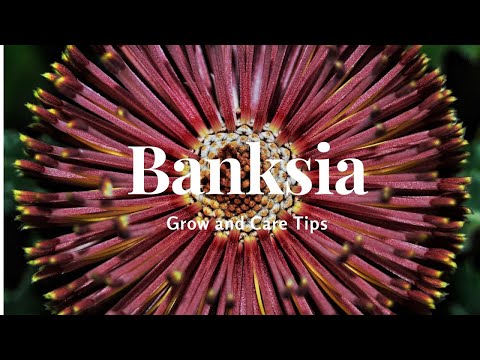 Video: Îngrijirea plantelor Banksia: informații și sfaturi pentru creșterea Banksias