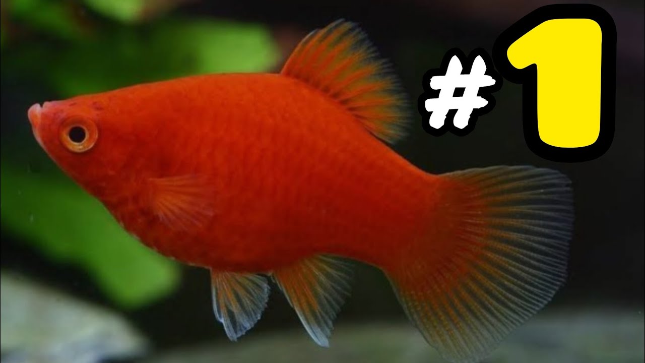 the-platy-my-favourite-livebearer-youtube