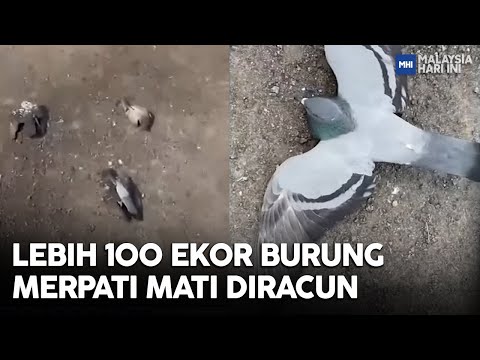 Video: Adakah burung camar akan membunuh burung merpati?