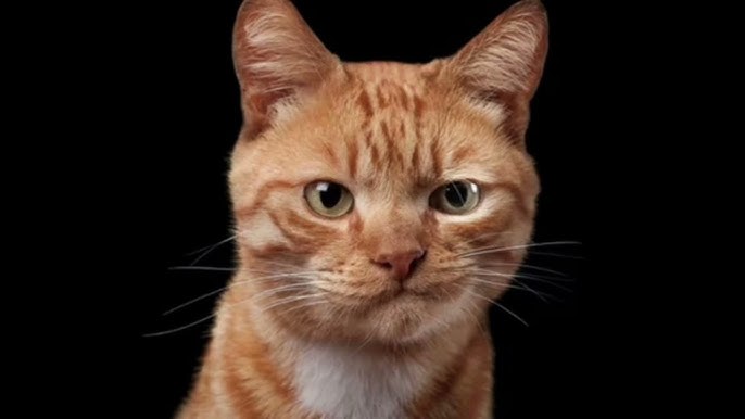 Qiz dostlari jinsiy aloqa videoda qizni bezori