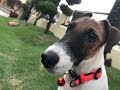 Ezio's Vlog. ( Smooth fox terrier puppy playing ball ) の動画、YouTube動画。