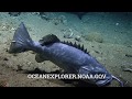 Video: Unusual sighting of grouper eating a shark