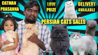 Persian Cat Sales | How To Take Care Of Persian Cats | Persian Cats Vlog | SE VLOGS