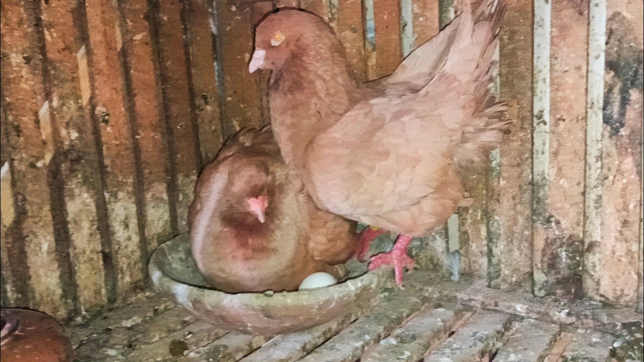 موجود مجموعه 🔥 حمام كينج بسعر مفاجاه 😱 عند الحاج هشام01091077585