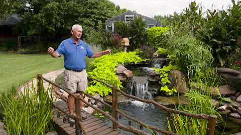 Growing 'Pea Soup' Algae in your Pond??