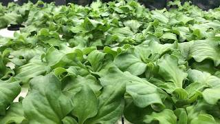 GROWSPEC FarmCube Series｜Compact Indoor Farming for Fresh Greens #indoorfarming