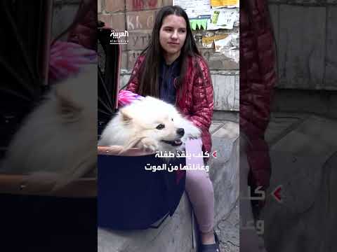 رويترز: كلب ينقذ عائلة من غارة في أوكرانيا