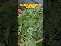 Grow Bag Mein Methi Harvesting Kaise Kare 🌿 | Terrace Garden Fresh Methi #shorts #YtShorts
