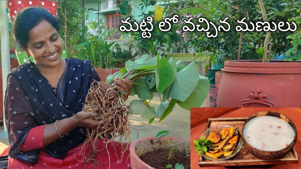 మిద్దెతోట లో చేసిన చామగడ్డ హార్వెస్ట్ Taro Root Harvest in Terrace Garden-Container Gardening 🌱🌿
