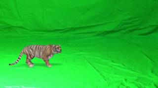 Tiger attack green background