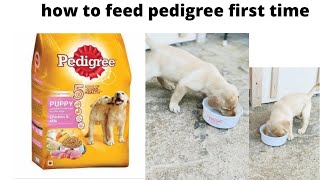 How to give pedigree first time to your puppy | The right way to feed your puppy 🐶