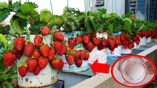 Turn Milk Cans Into A Balcony Garden Where Strawberries Grow Like Crazy