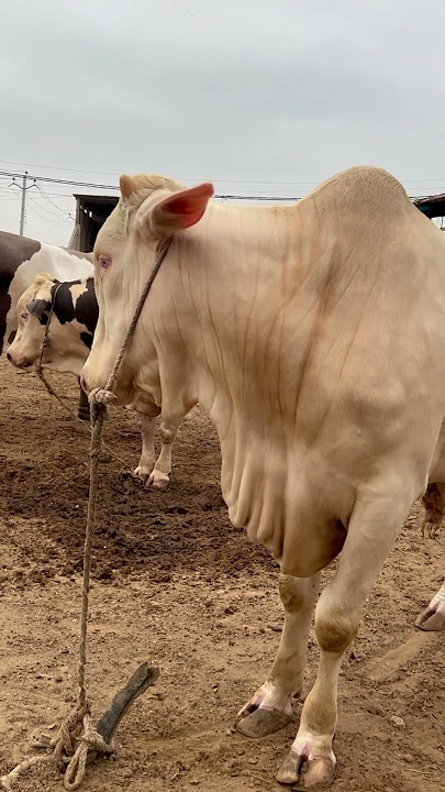 gulabi nukhra|| maweshi mandi #cow #cattlefarm #bull