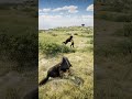 You Won’t Believe in Arthur’s Survival Skills in RDR2 P1454 😳 #shorts