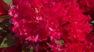 Red Rhododendron Flower