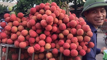 Cập nhật giá vải thiều 10/6/2020| Vải Thanh Hà đẹp 28k - 35k | Bản sắc miền núi