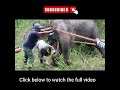 Abscess Getting Popped!  #elephant