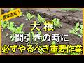 【秋まき大根】たったコレやるだけでまっすぐな大根が収穫できます【有機農家直伝！無農薬で育てる家庭菜園】　26/9/22