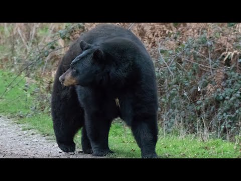 Бариба́л (чёрный медведь)