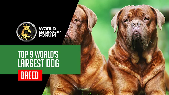 9 World’s Largest Dog Breed 2022