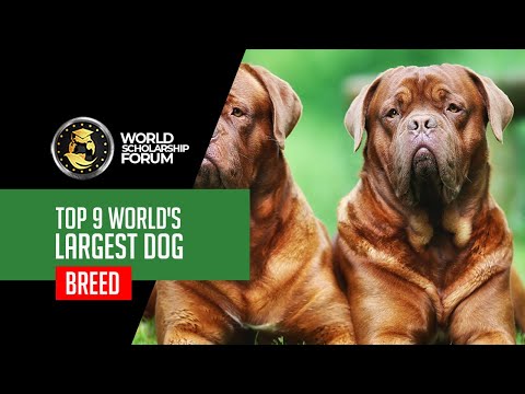 Video: Nama Anjing Gael Besar untuk Wolfhound Irlandia