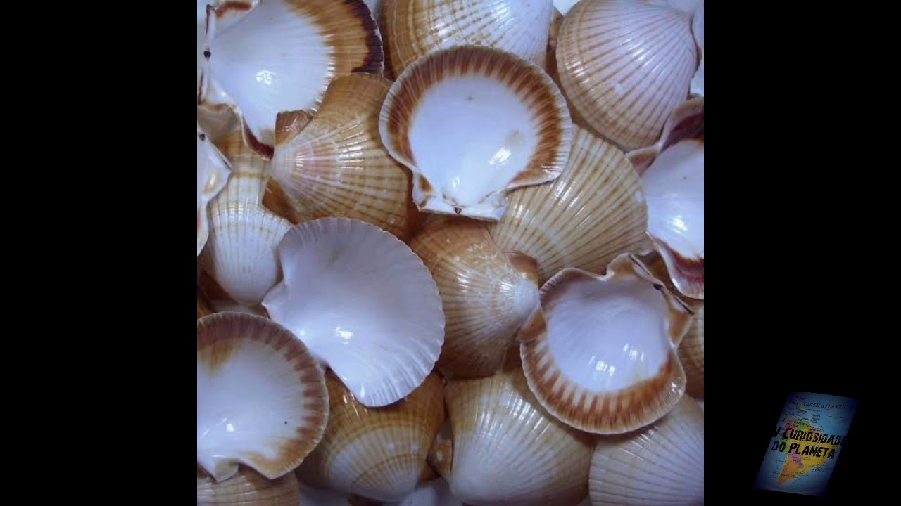 O formato das conchas - YouTube