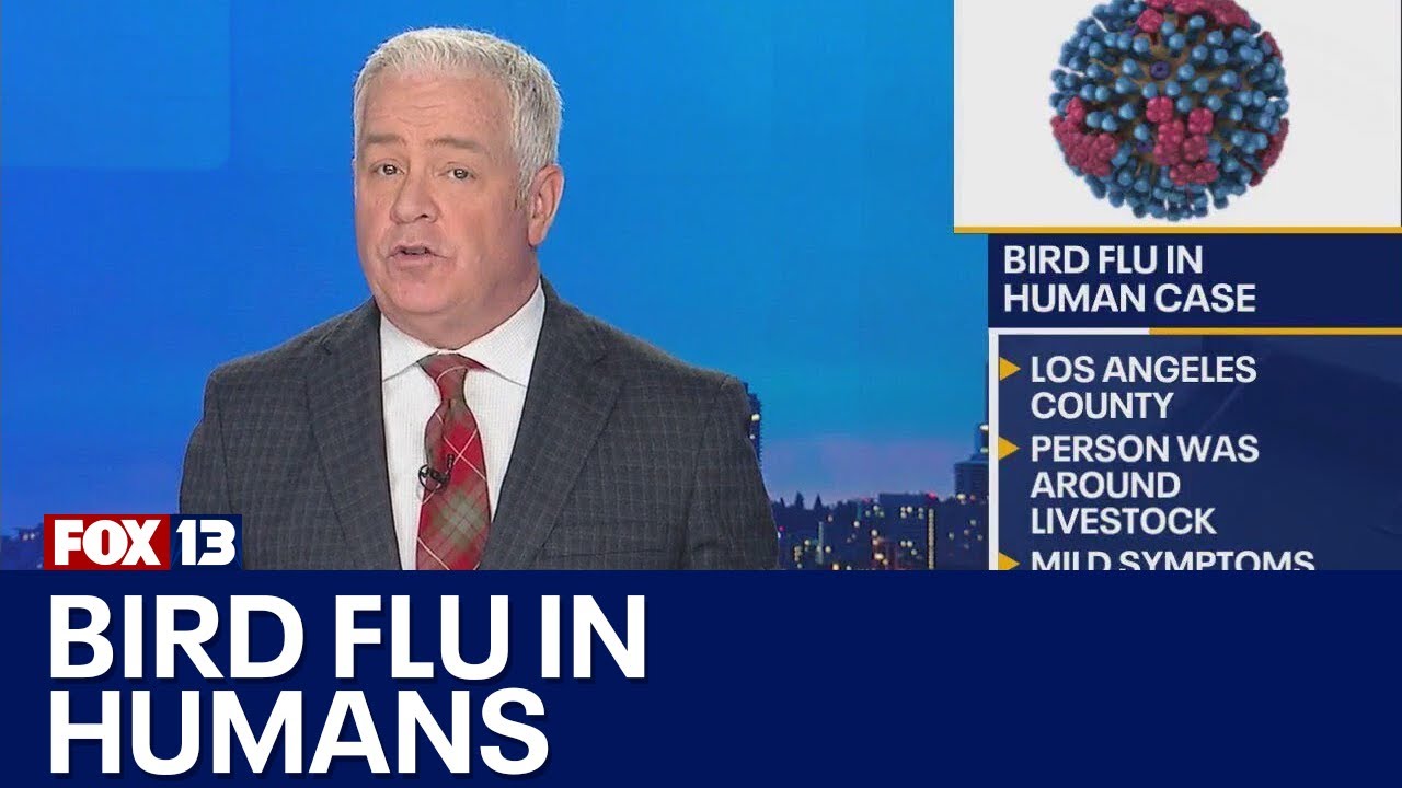 Bird flu in a human confirmed in CA - YouTube