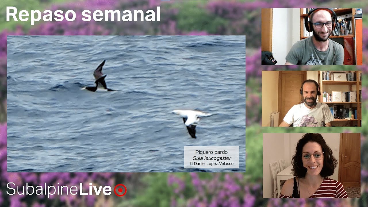 SubalpineLive P3T2 (19/10/22): Stercorarius skua vs. maccormicki + Ferrán López pajareo en Corvo