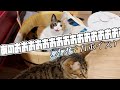 聞こえてるけど何度でも呼びかけてくれる声のでかいねこ