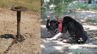 This Starving Pup Was Being Used As Bait By Barbaric Handlers, So Rescuers Were Shocked Into Action by Facts Box 5,900 views 4 years ago 5 minutes, 53 seconds